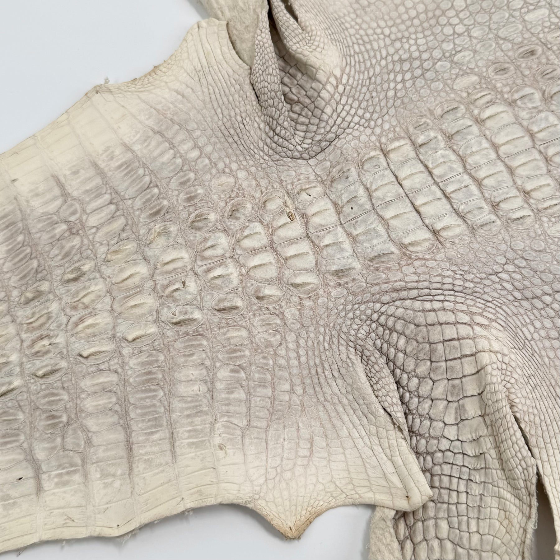 30% OFF Hornback Crocodile Undyed Crust - Only 1 available | SALE