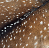 Axis Wild Deer Hide Extra Large | Ships End of September