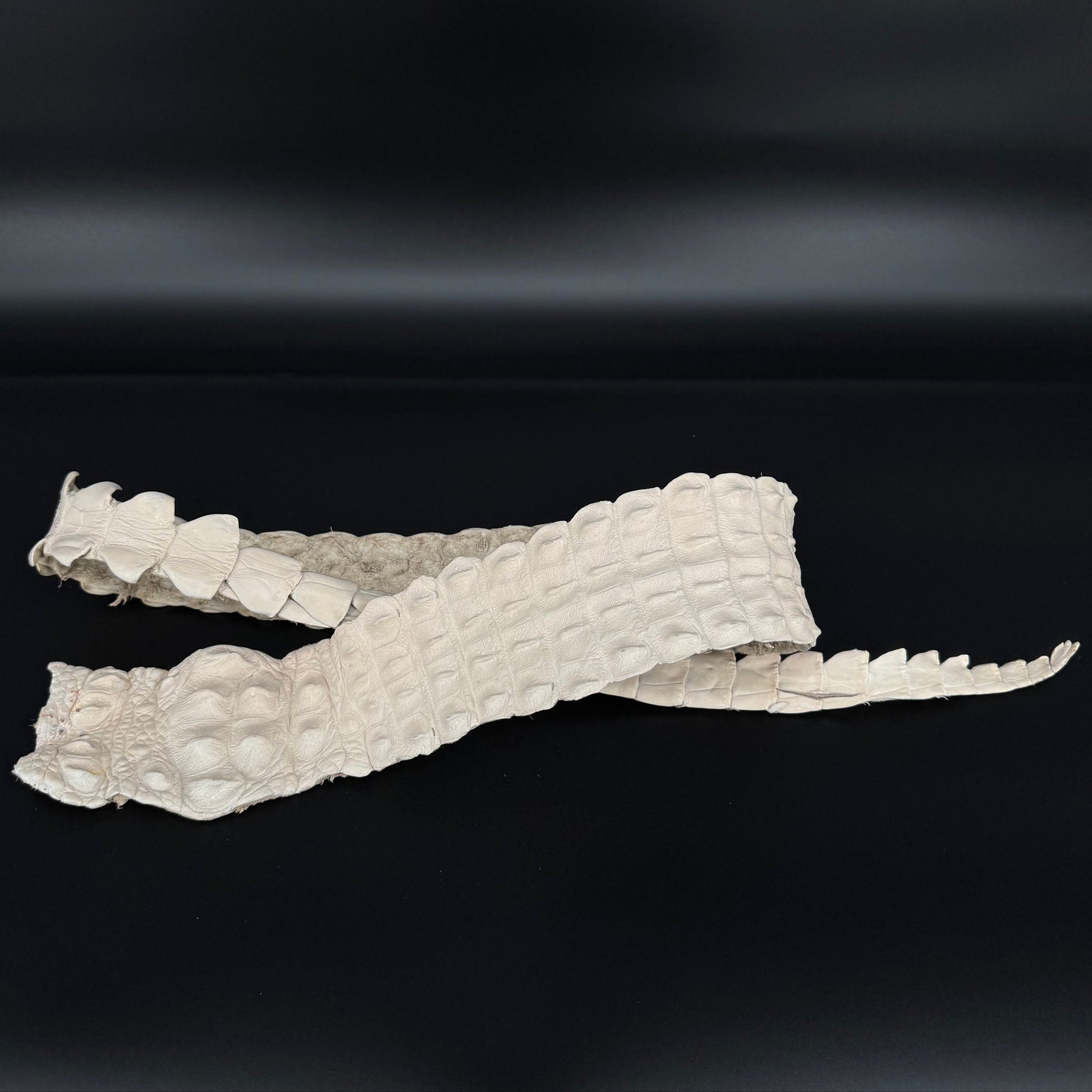 Bone color crocodile backstrap for sale – ideal for custom leatherwork and accessories