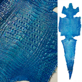 Caiman Crocodile | Blue Iridescent