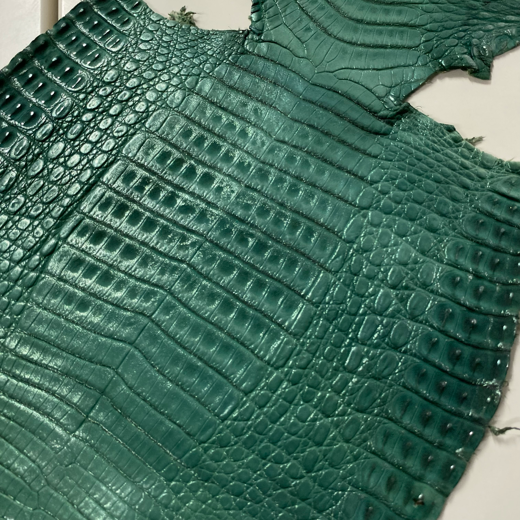 Caiman Crocodile | Green Metallic