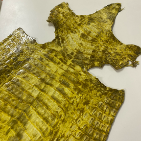 Caiman Crocodile | Yellow Glaze