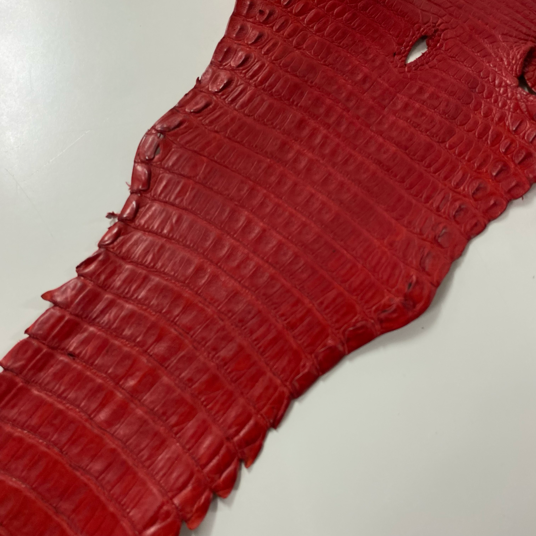 Caiman Crocodile | Matte Red