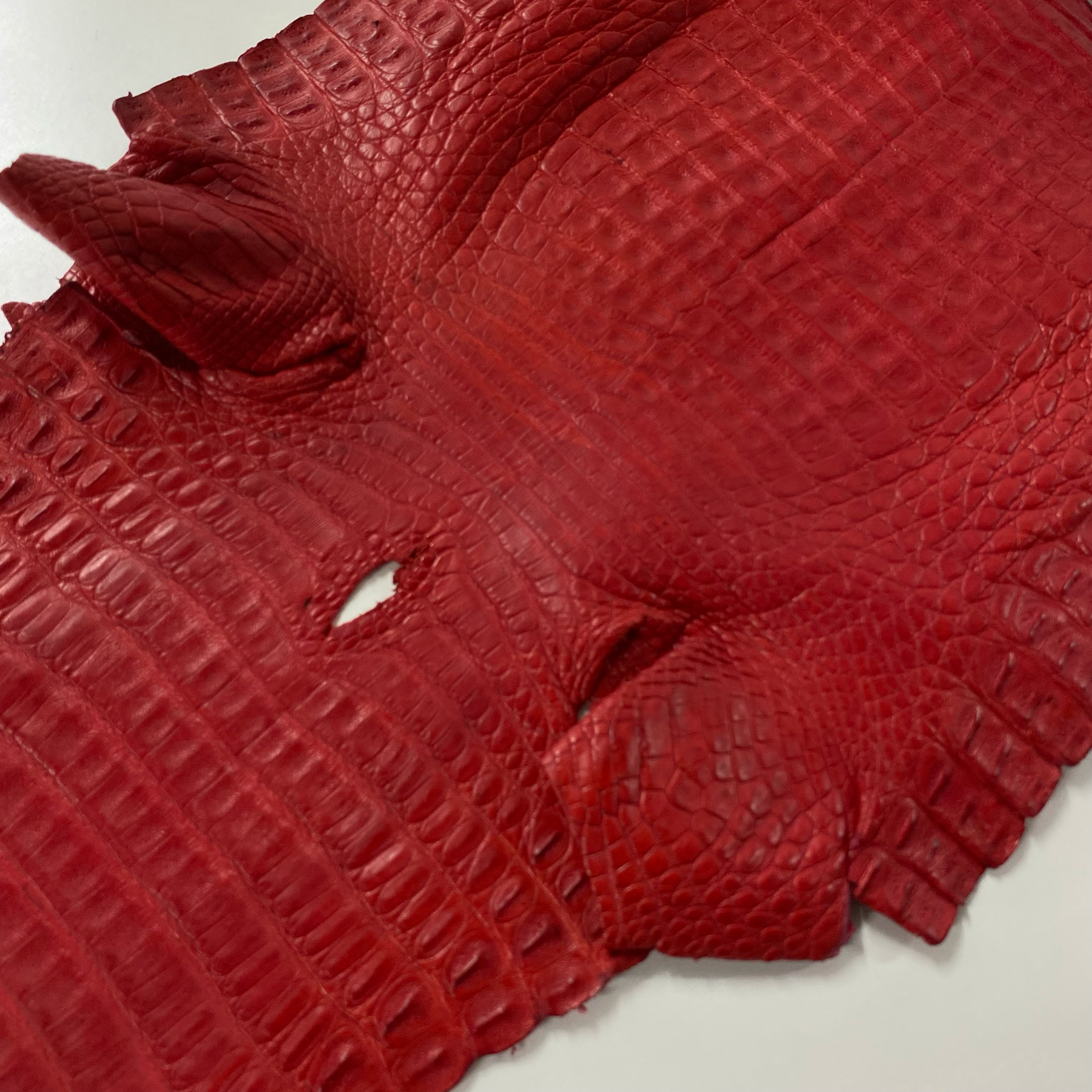 Caiman Crocodile | Matte Red