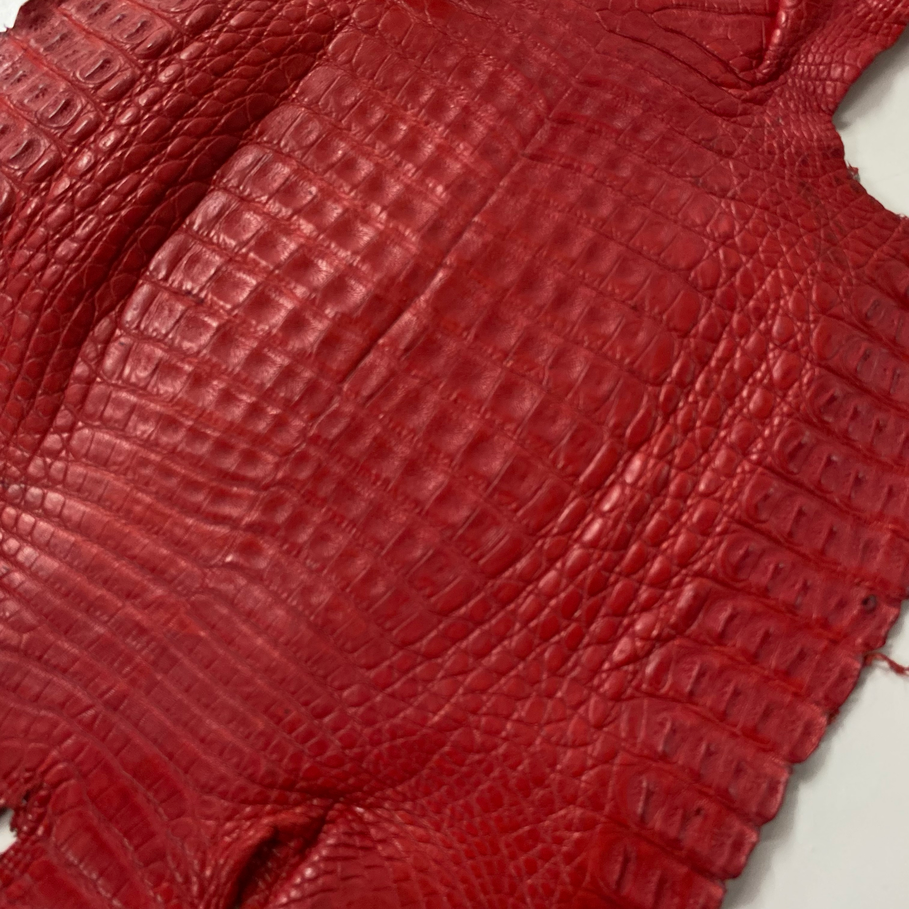 Caiman Crocodile | Matte Red