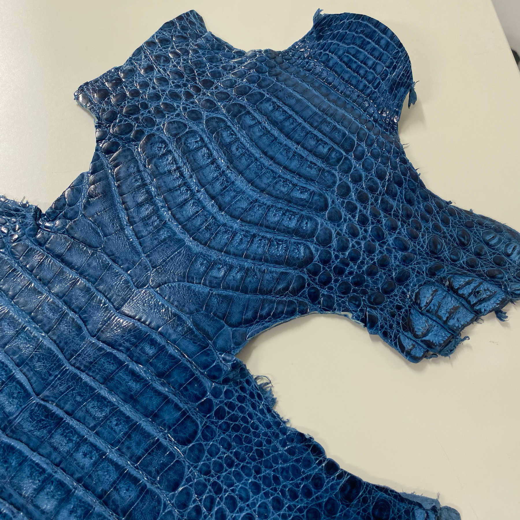 Caiman Crocodile | Ocean Blue