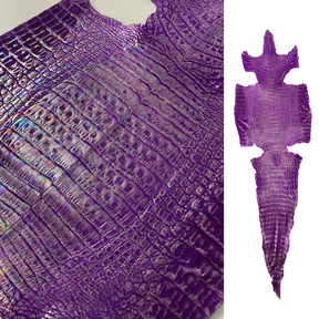 Caiman Crocodile | Purple Iridescent