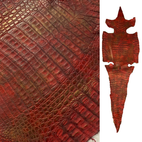 Caiman Crocodile | Red Gold