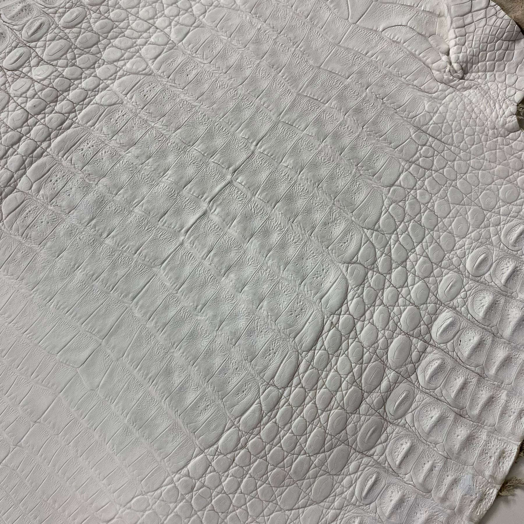 Caiman Crocodile | White