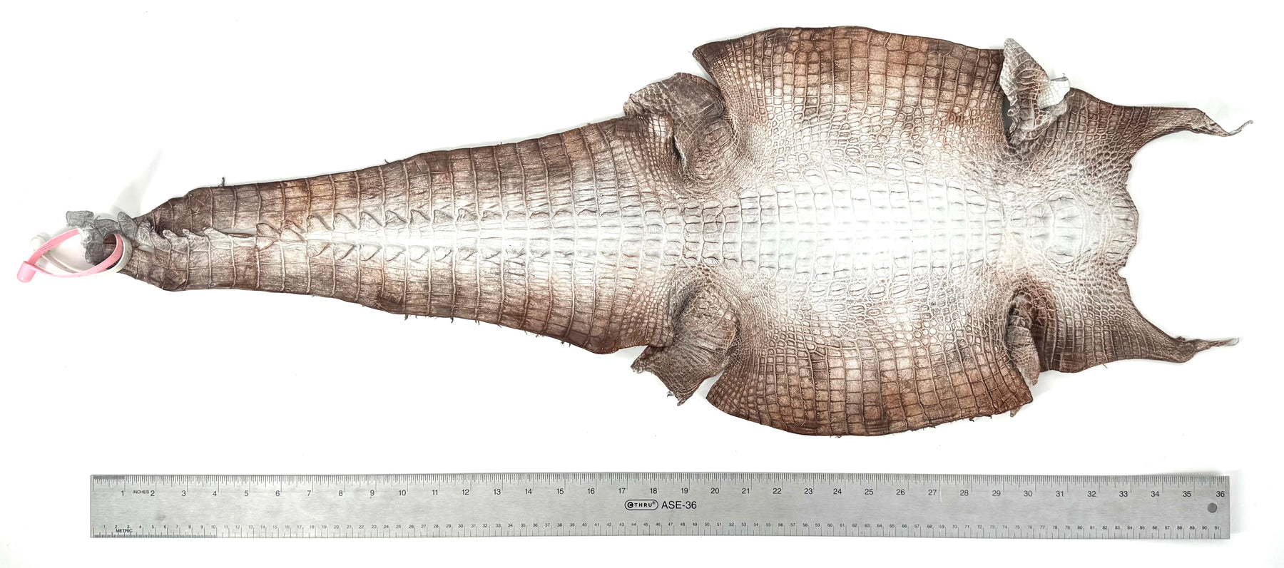 Hornback Crocodile Dyed in New York City | Only 1 available!