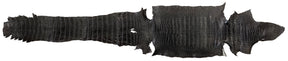 Wild American Alligator Semi-Glazed Black | 34 cm