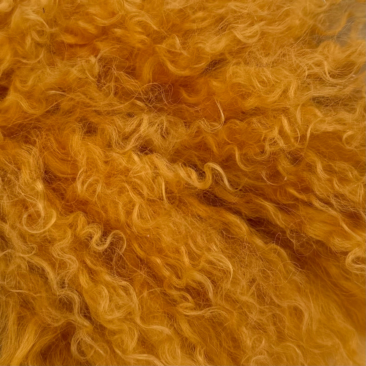 Mongolian Curly Lamb Plate | Ships in 4-5 Days