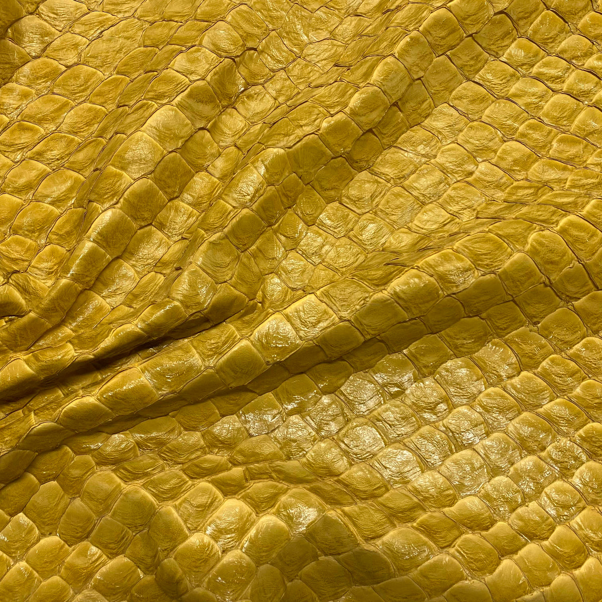 Pirarucu Fish | Semi-Shine| Canary Yellow