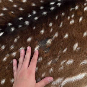 Axis Wild Deer Hide Extra Large | Ships End of September