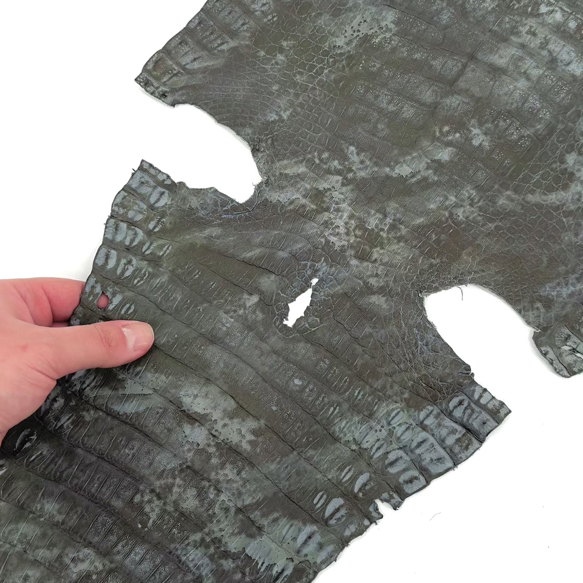 Fury Caiman Crocodile | SALE