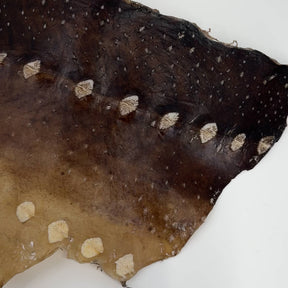 Transparent Sturgeon Plates | One-Of-A-Kind