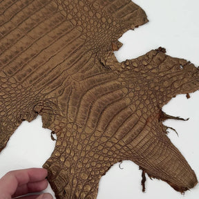Golden Copper Caiman Crocodile | SALE