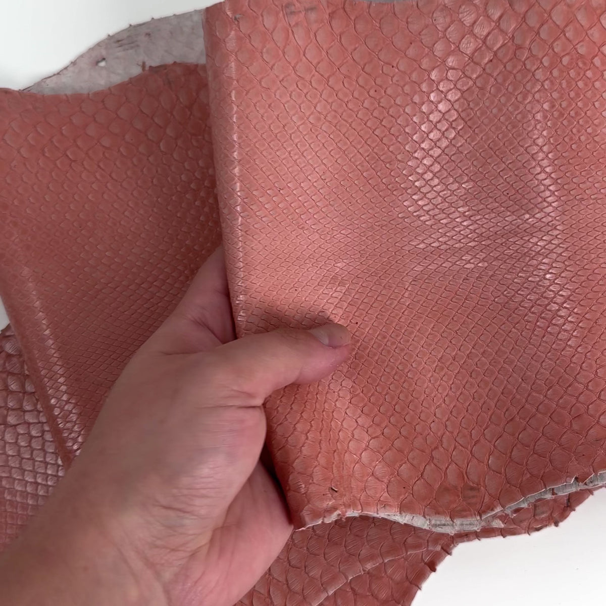 Glazed Peachy Salmon Python Back Cut | SALE