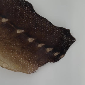 Transparent Sturgeon Plates | One-Of-A-Kind