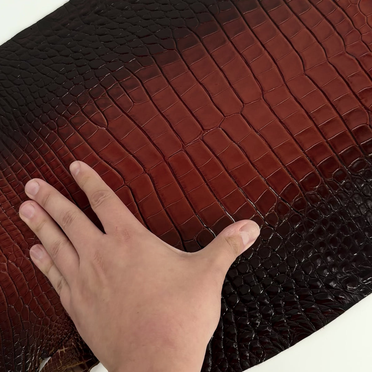 Glazed Whiskey Wild American Alligator | 32 cm