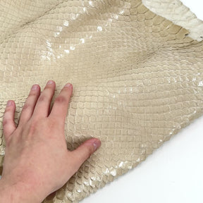 EXTRA LARGE & Wide Front Cut Glazed Python - Only 3 Available | SALE