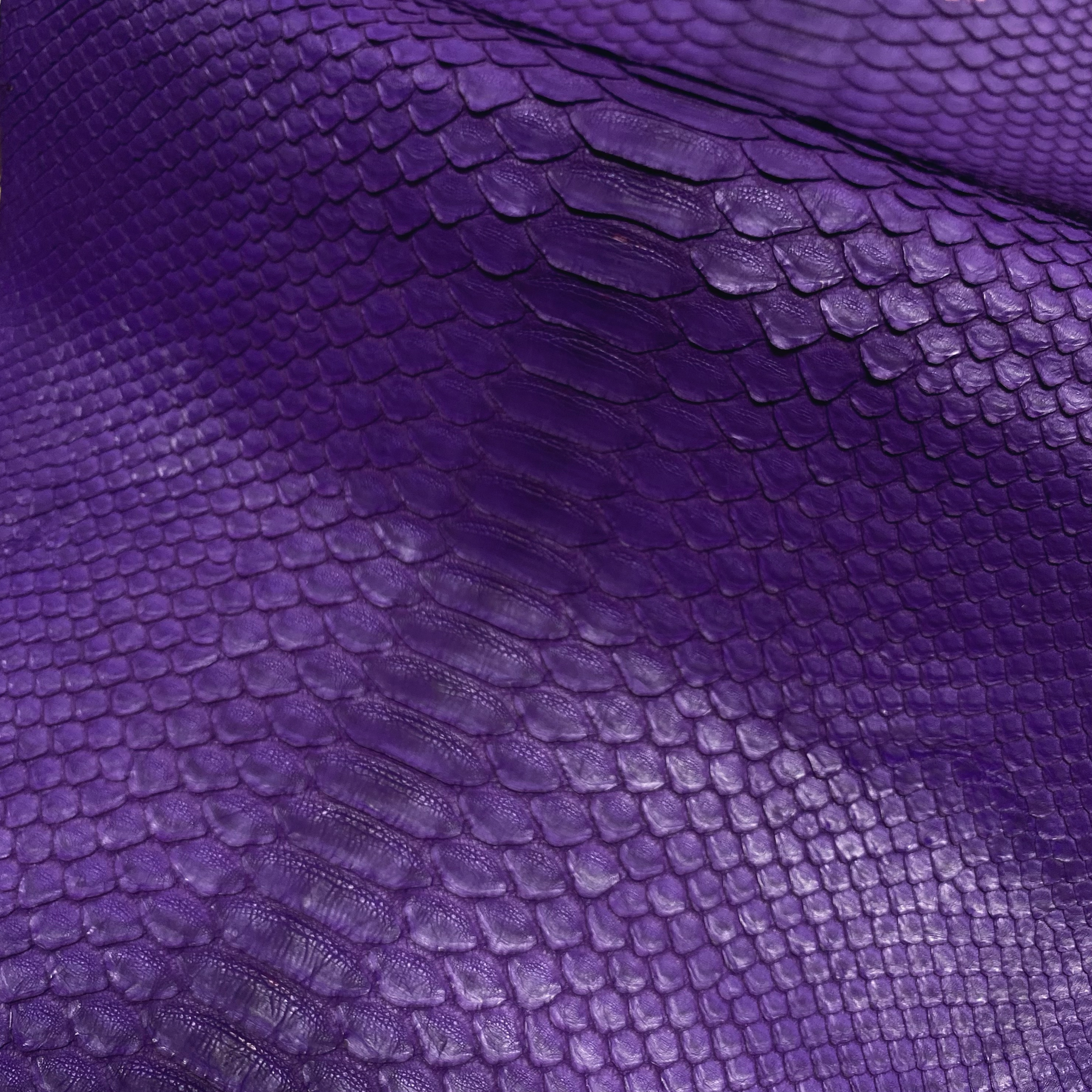 Python Matte | Purple | Short Tail Back Cut | Grade 2