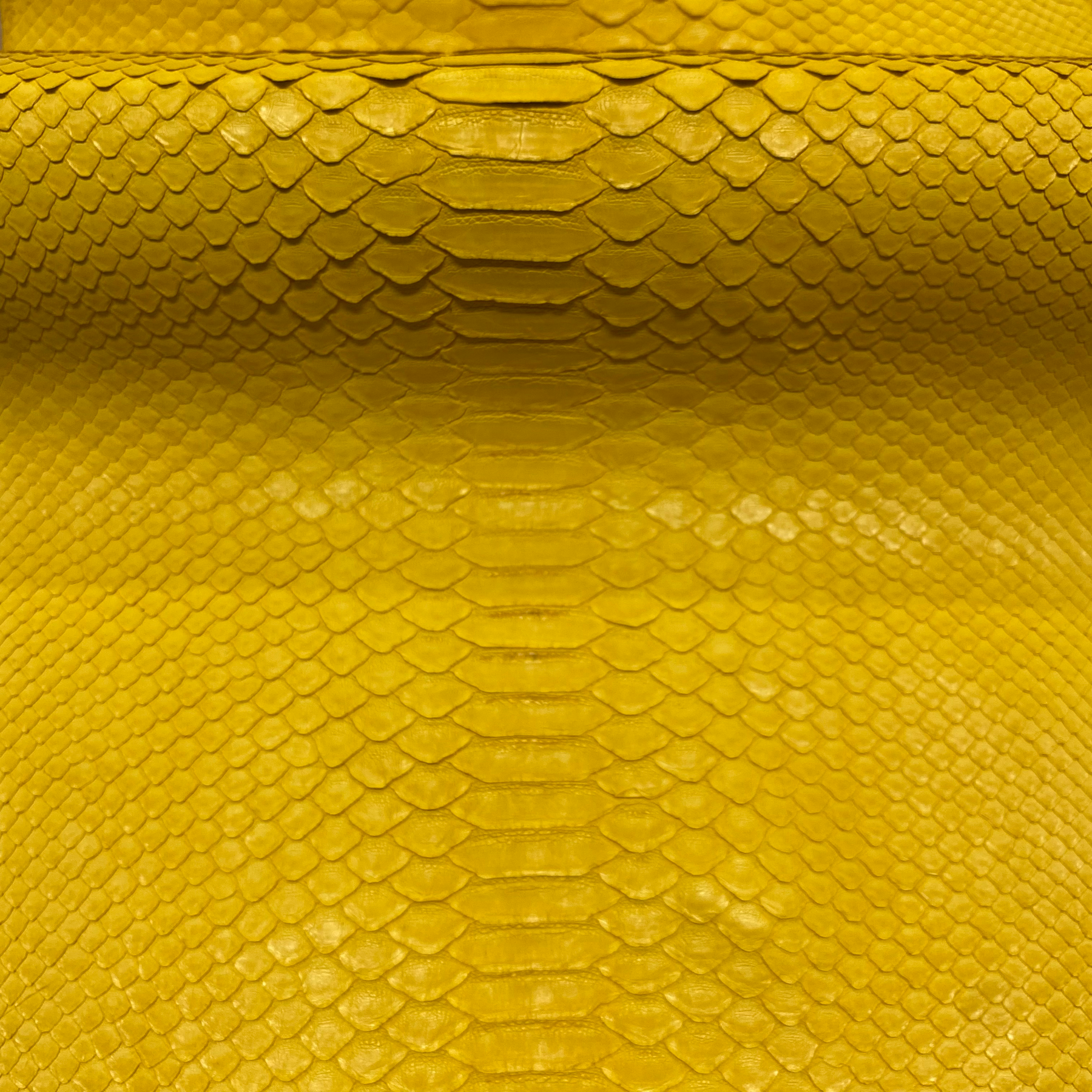 Python Matte | Yellow | Short Tail Back Cut