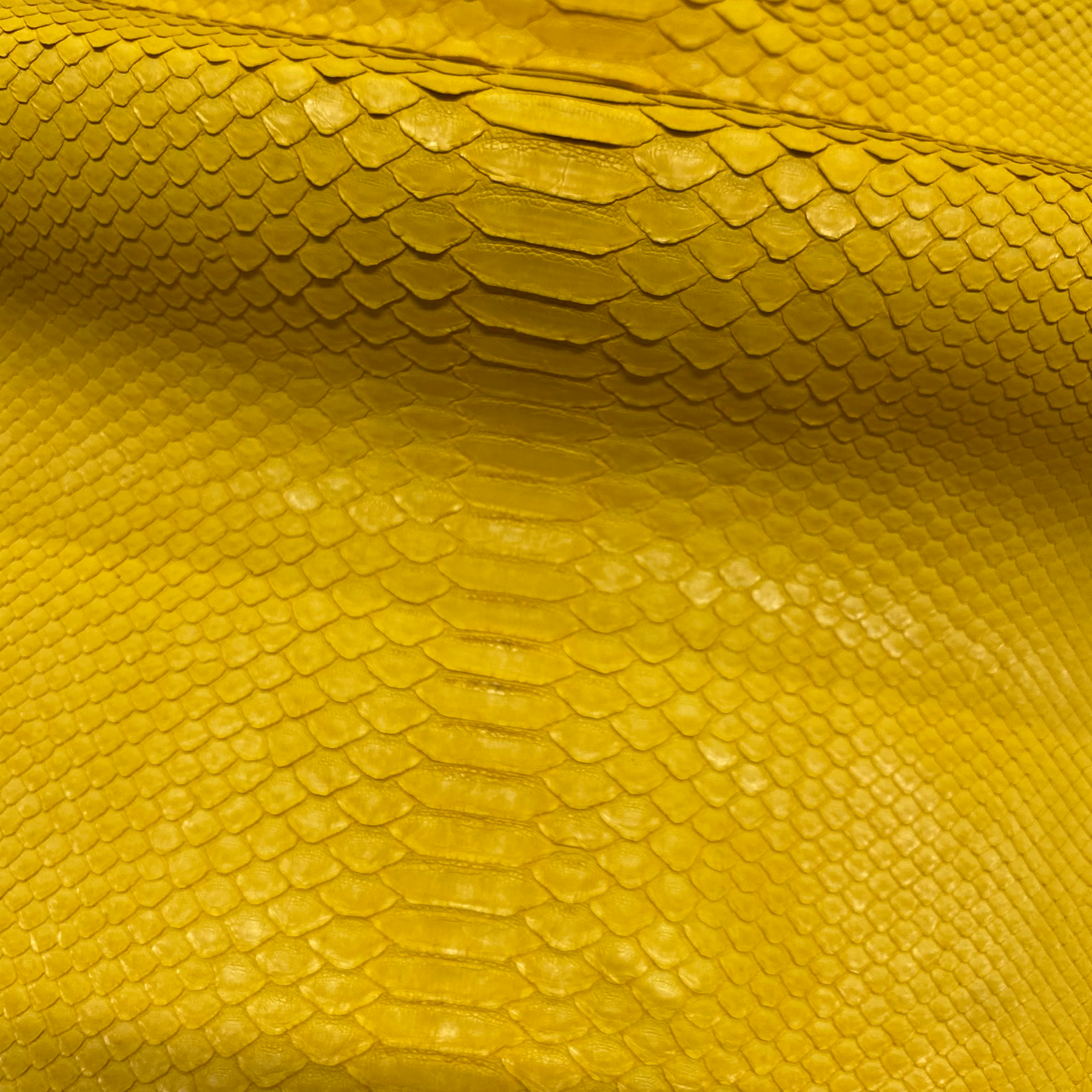 Python Matte | Yellow | Short Tail Back Cut