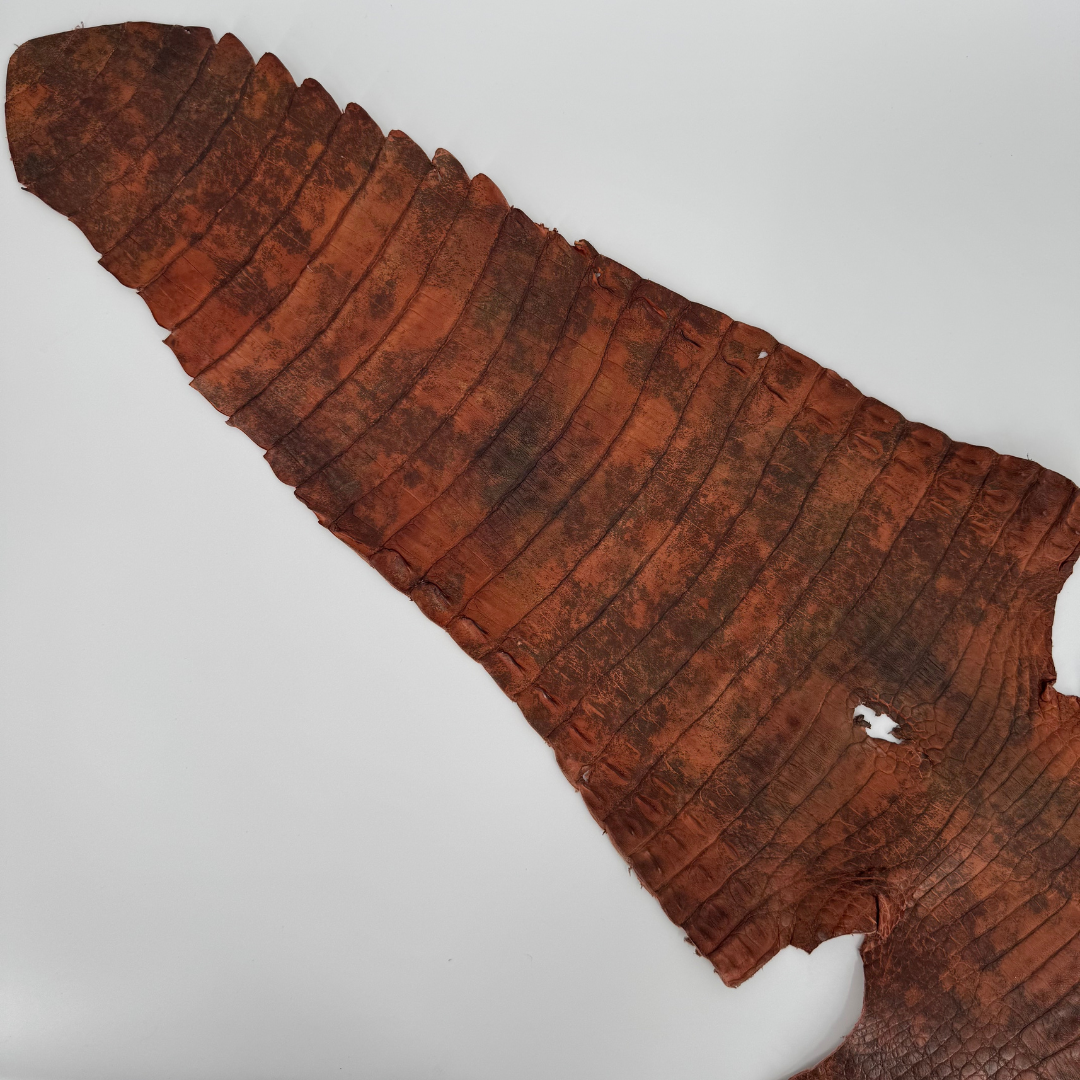 Caiman Crocodile | Sunbaked Terra | Full Skin